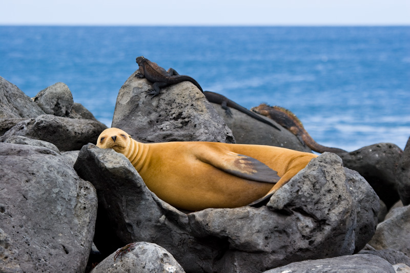 Galápagos Sealion And Marine Iguanas On Rocks